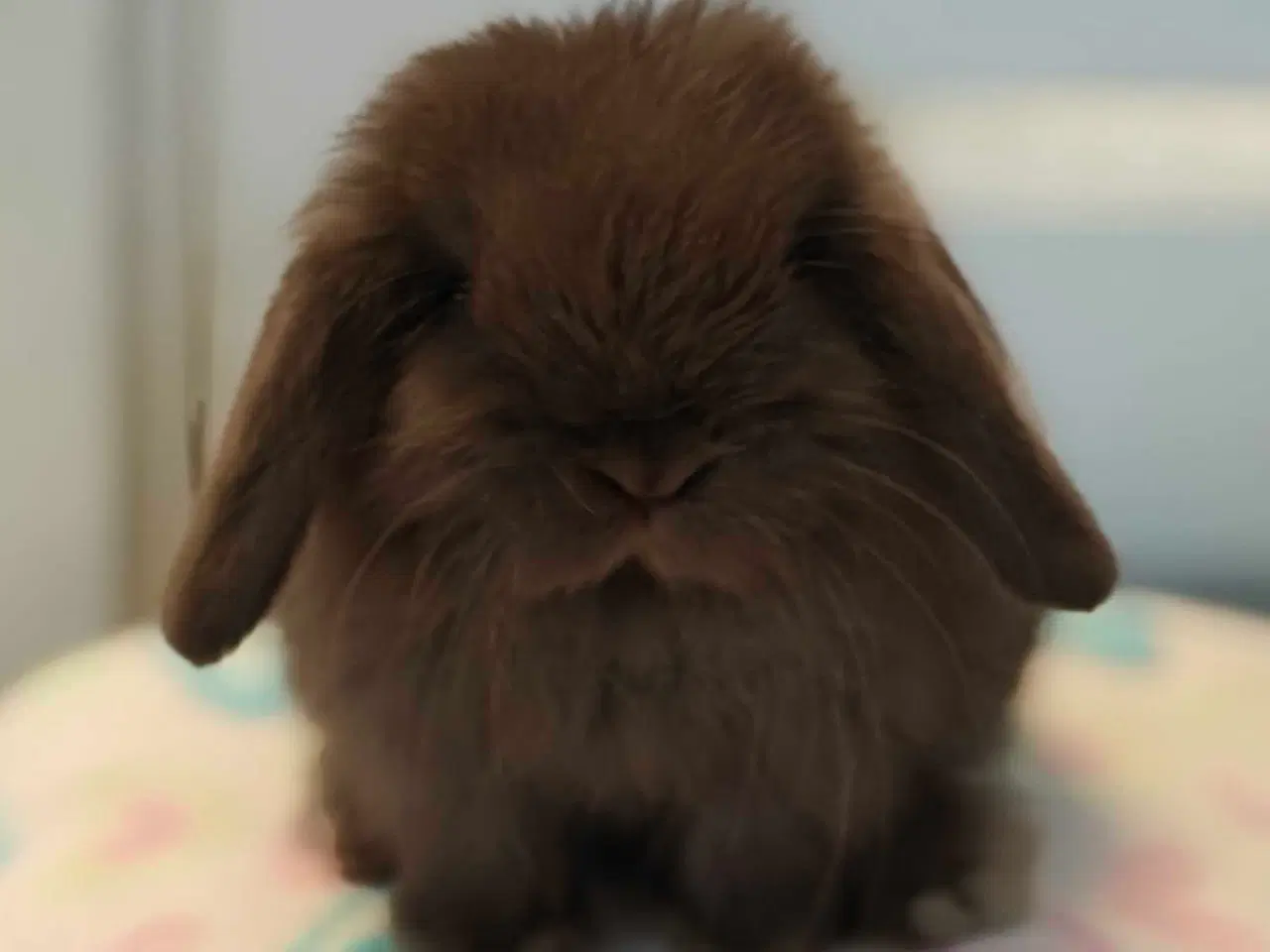 Billede 14 - Minilop