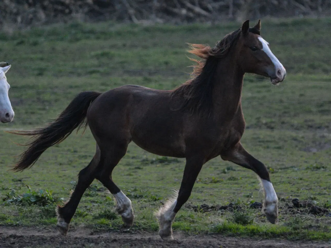 Billede 1 - Welsh Pony af Cob type
