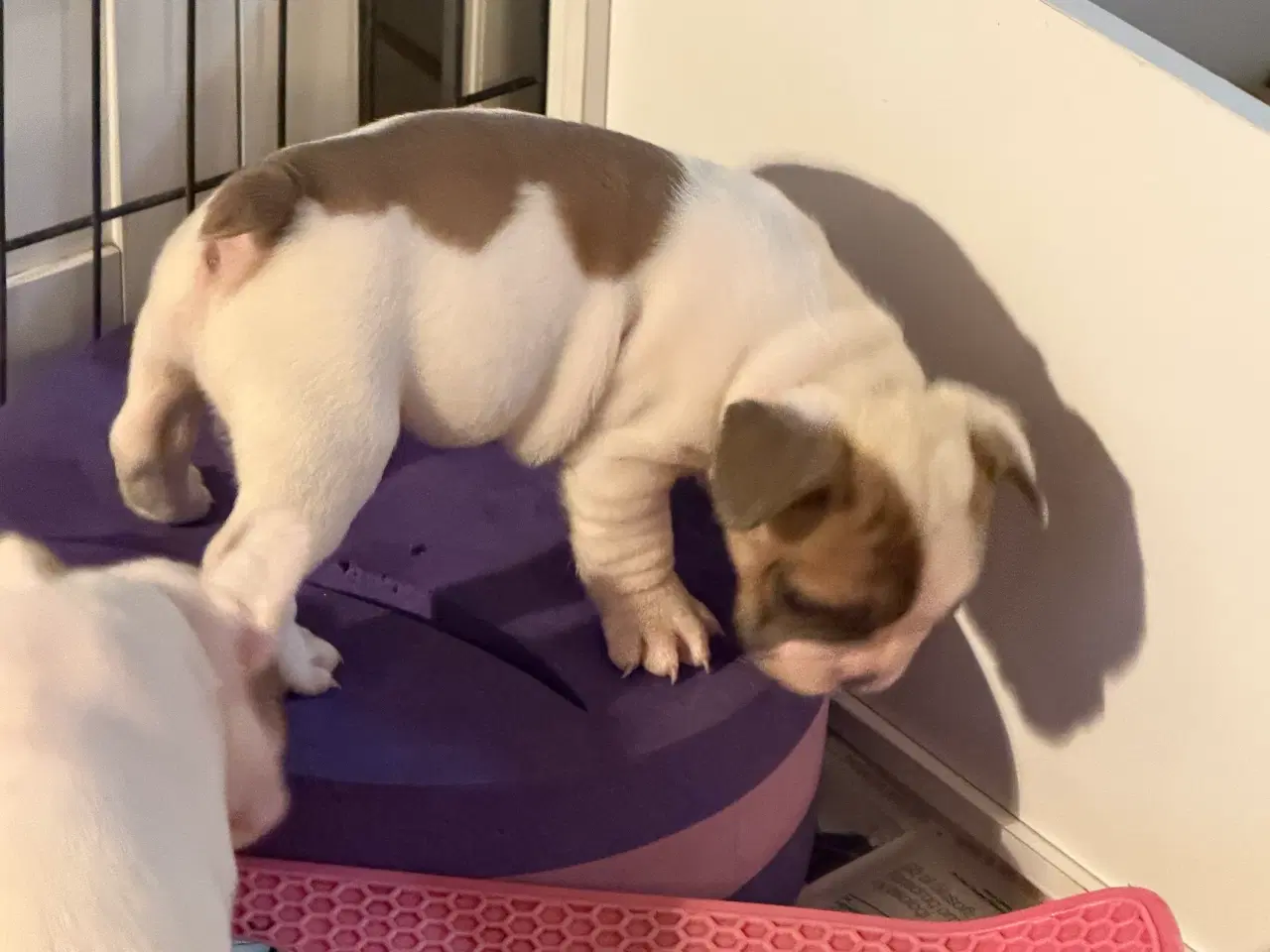 Billede 5 - Fransk Bulldog