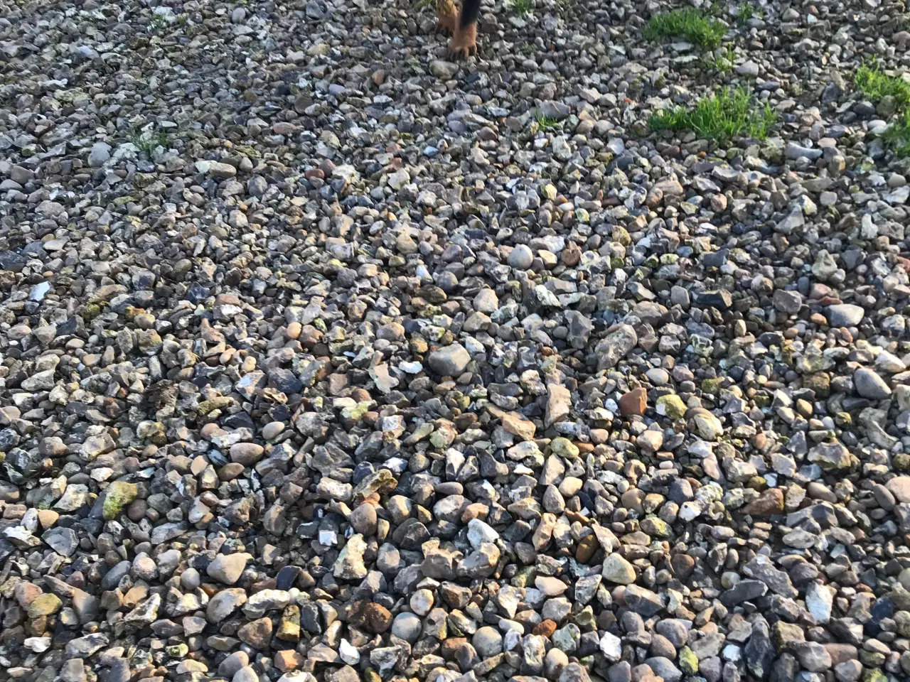 Billede 8 - Rottweiler/schæfer hvalpe