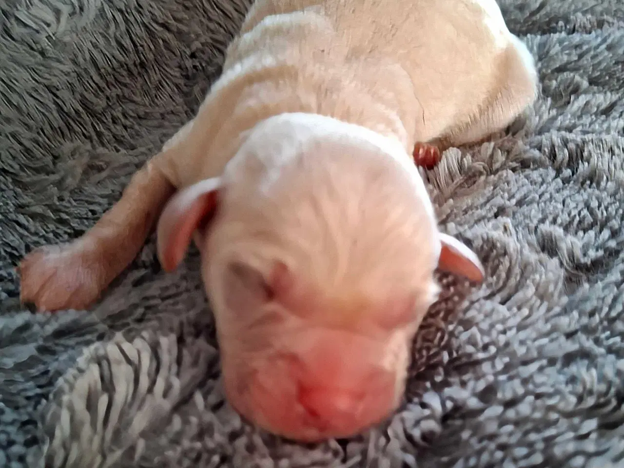 Billede 4 - De lækreste blandingshvalpe