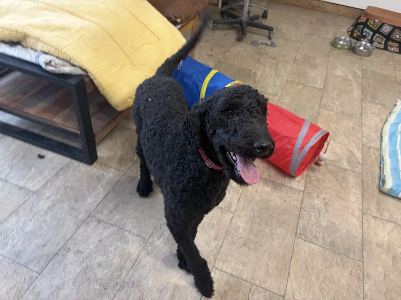 Billede 14 - 2 mellem puddel piger 