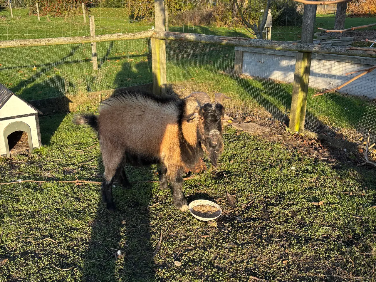 Billede 1 - Dværg geder sælges 