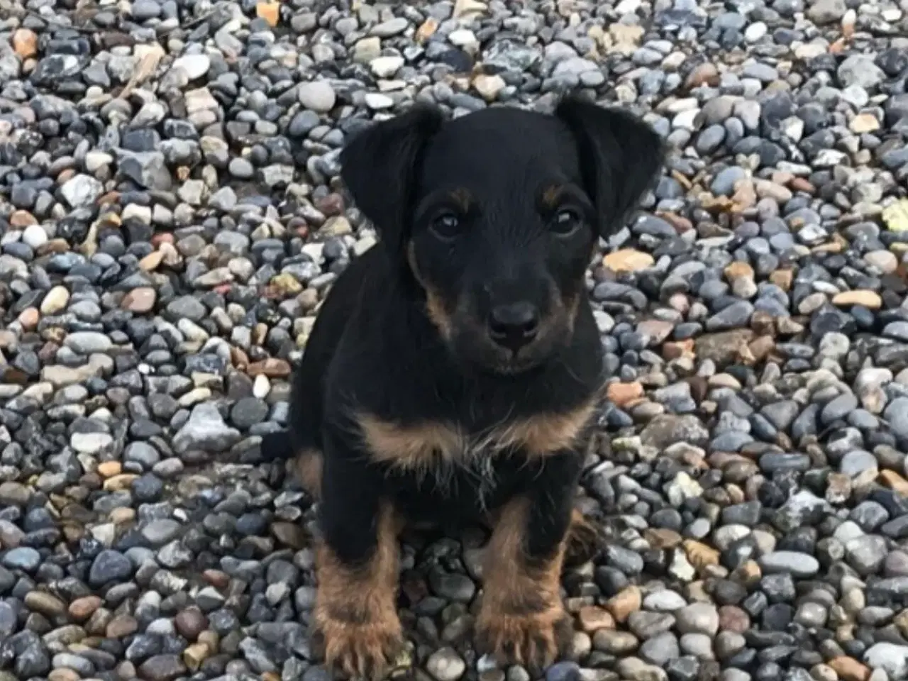 Billede 9 - Tysk Jagtterrier hvalpe salgsklar - 2 hanner