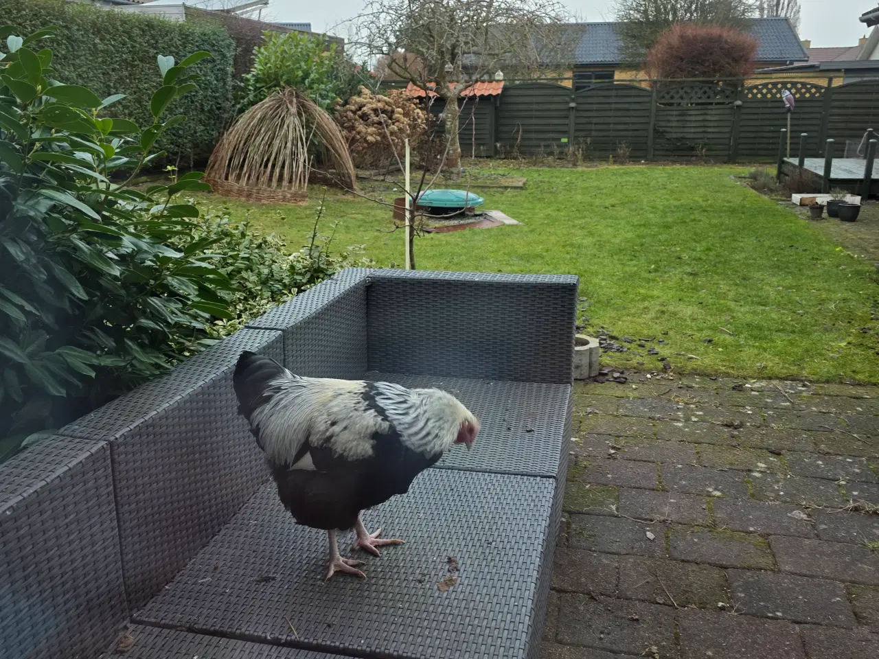 Billede 2 - Haner gives væk