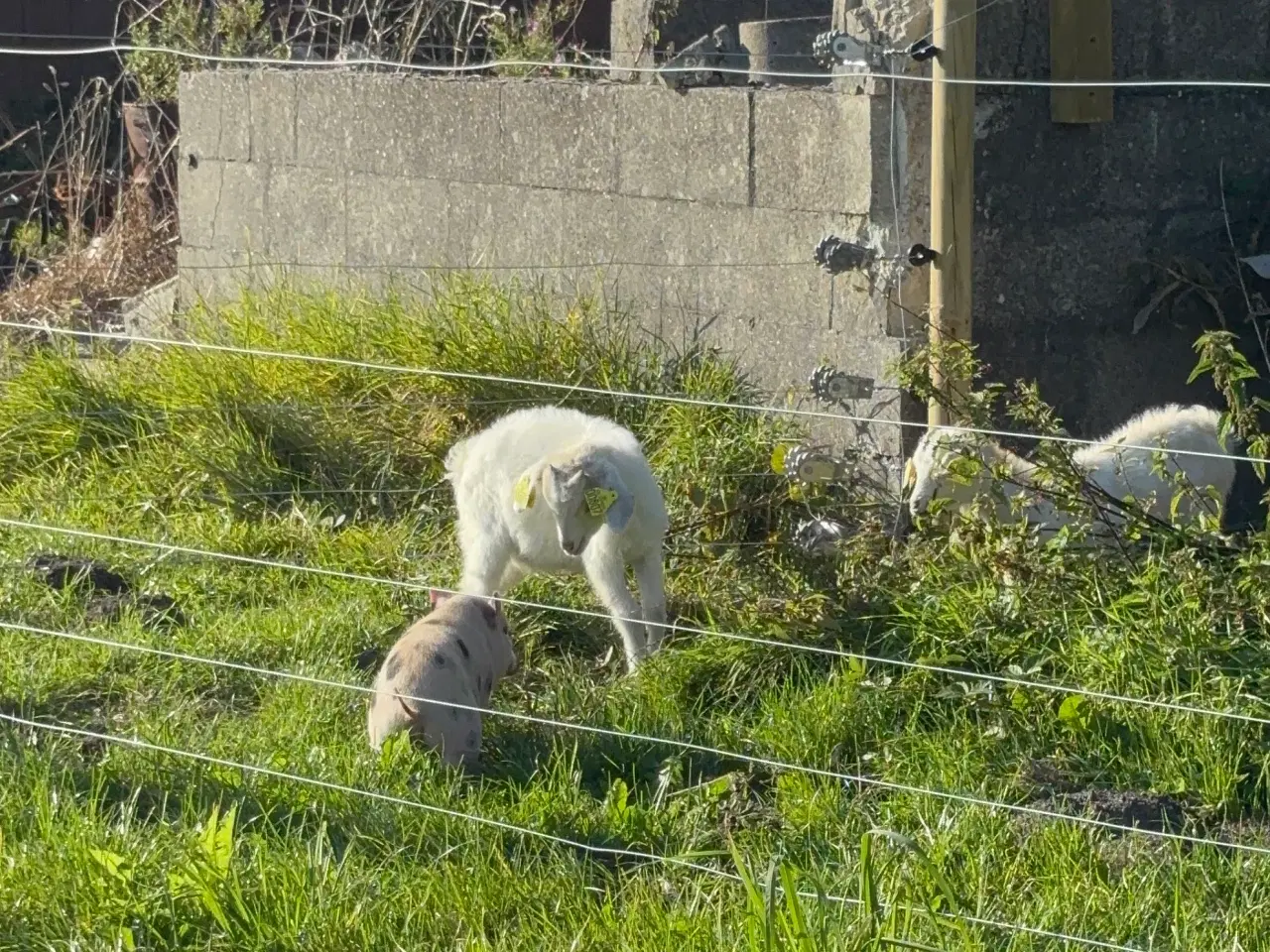 Billede 4 - Dværggeder gimmer