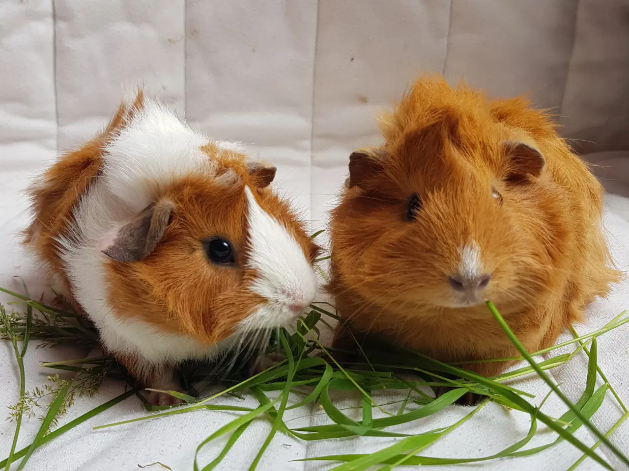 Billede 7 - To søde tamme hunmarsvin søger kærligt hjem