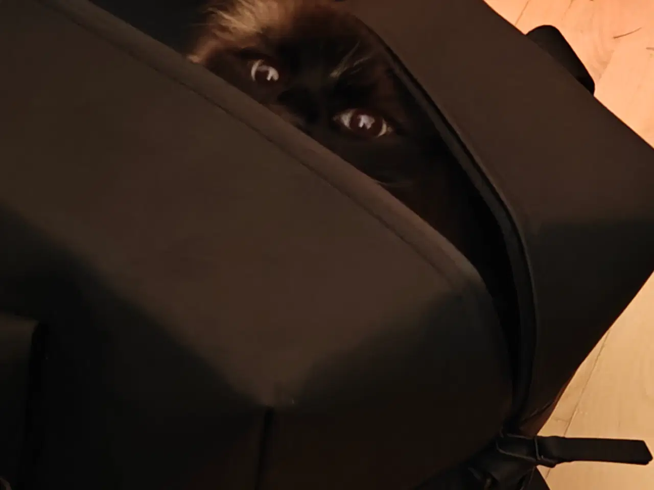 Billede 5 - Skøn Ragdoll 