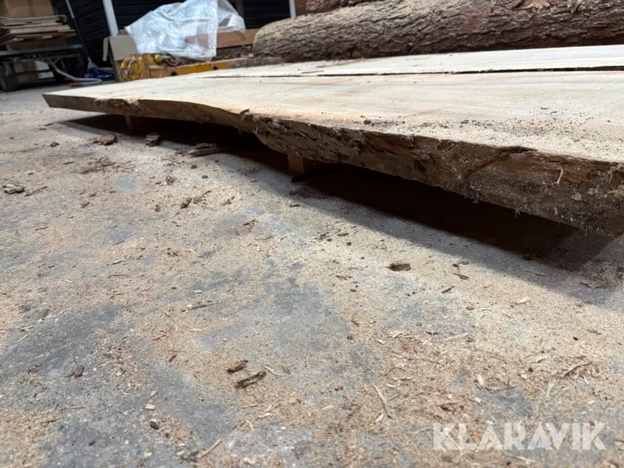 Billede 3 - Amerikansk tulipantræ 2 styk