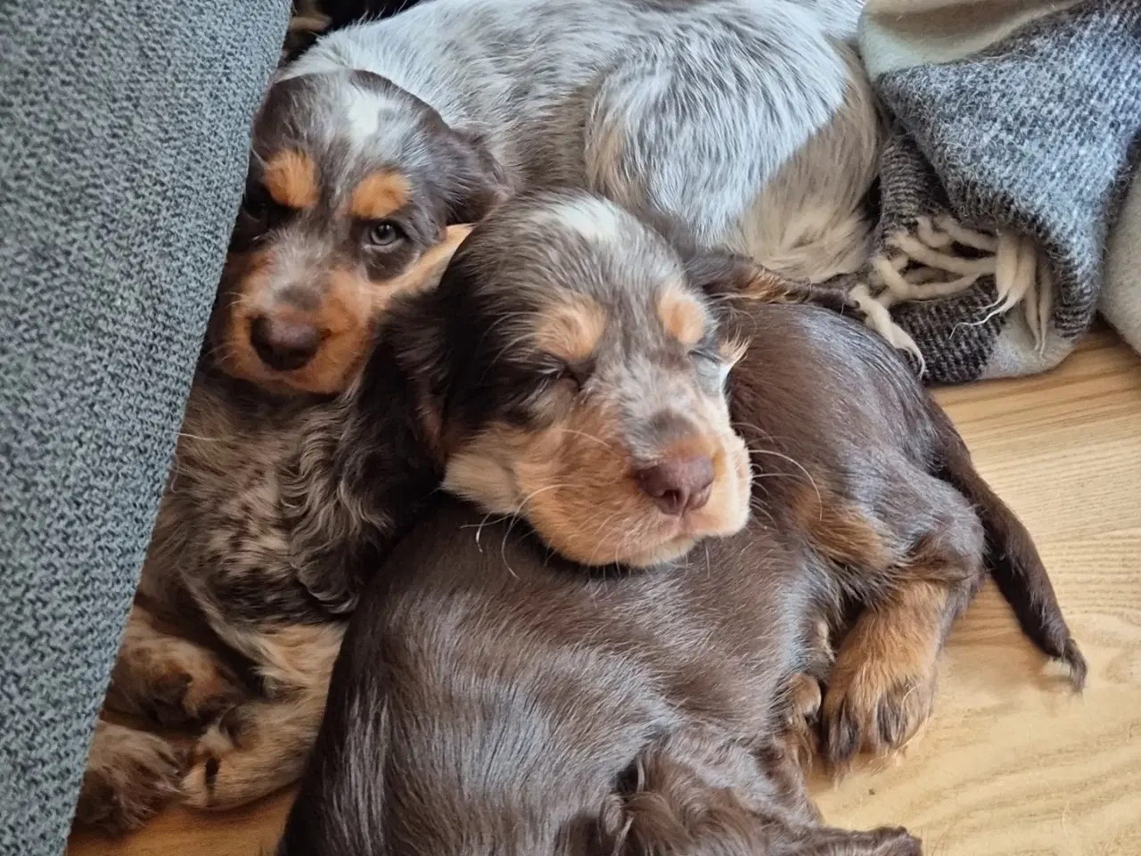 Billede 2 - Ft cocker spaniel 