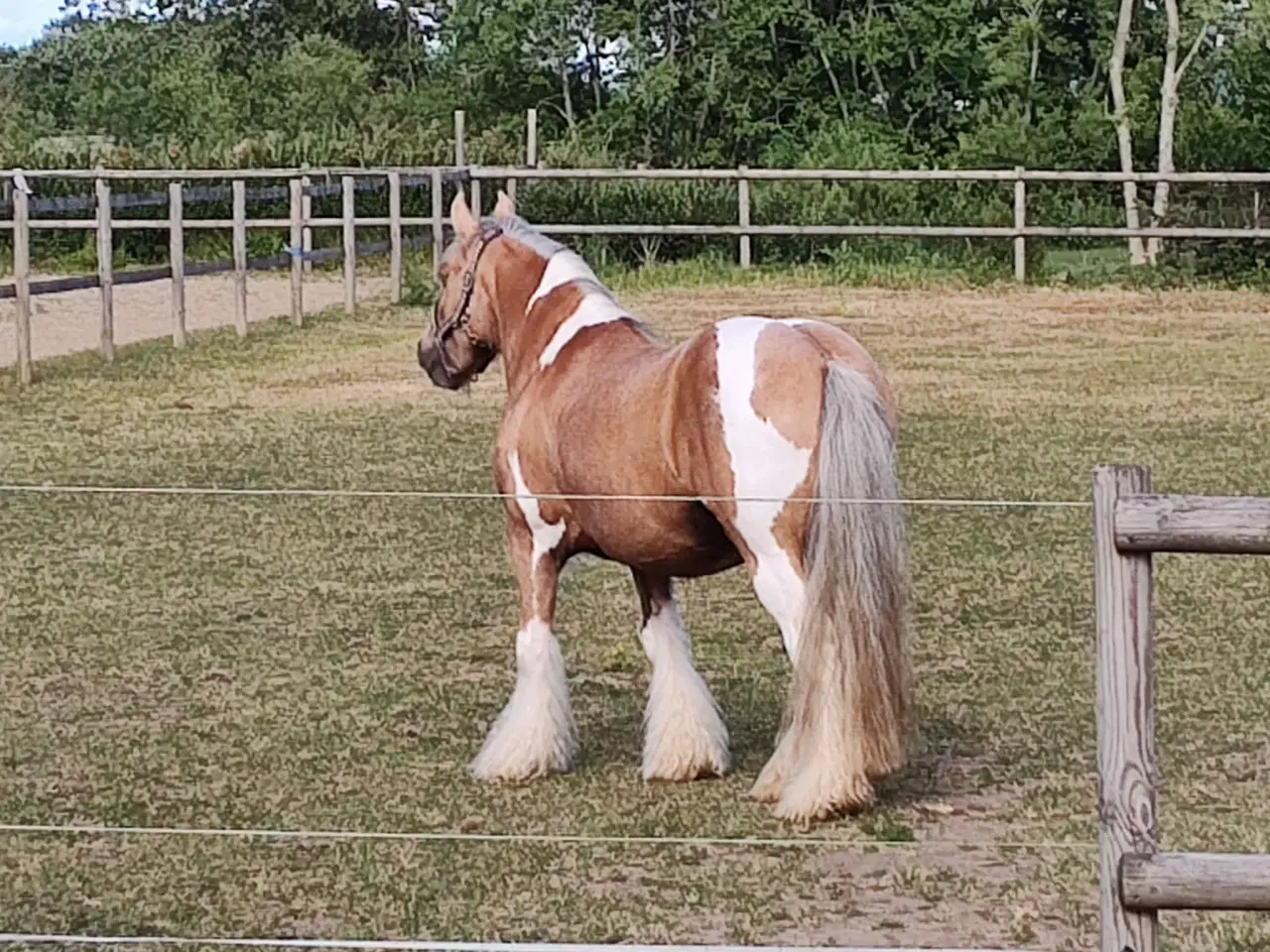 Billede 1 - Tinker/Irish cob