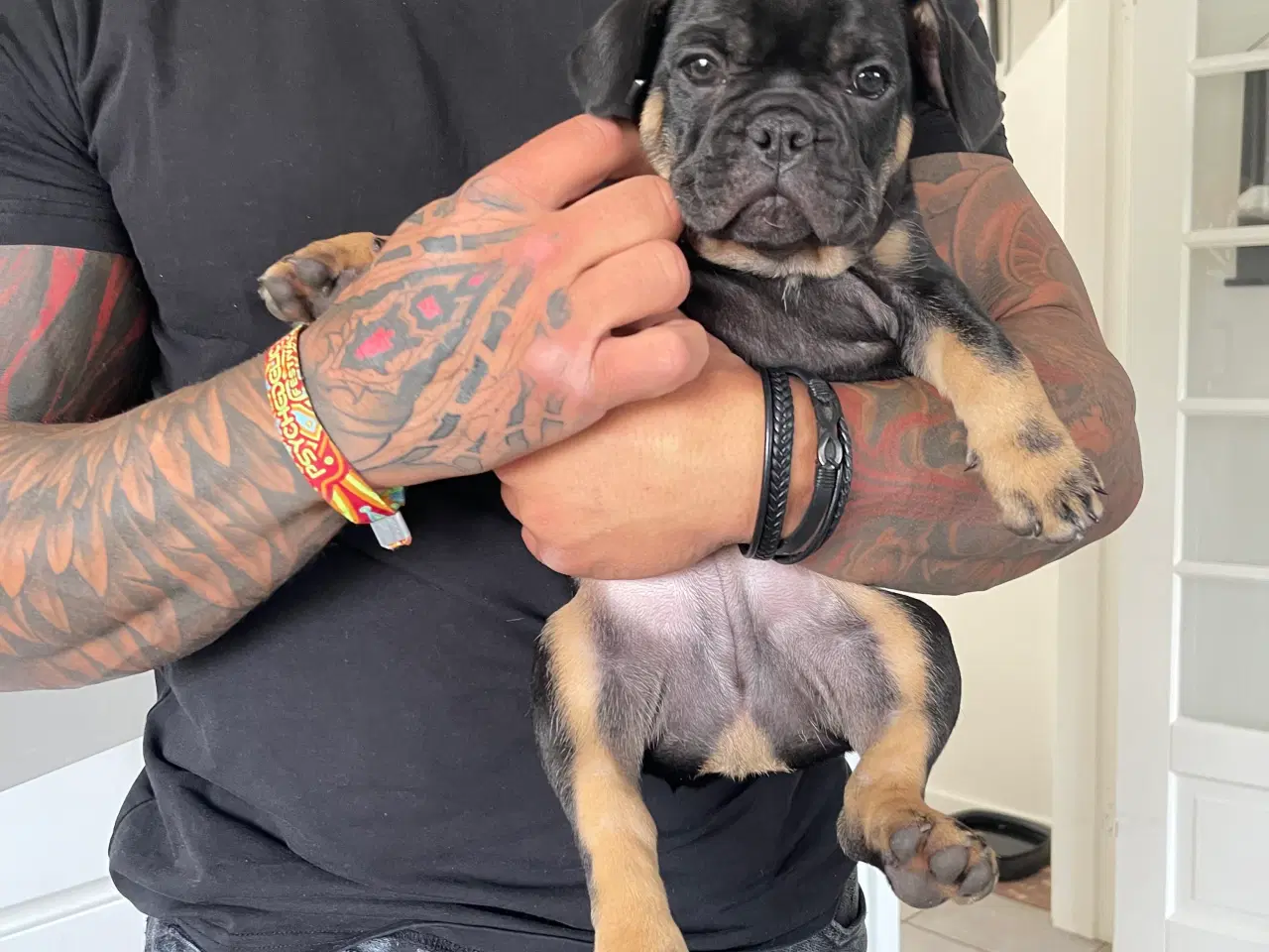Billede 5 - Fransk bulldog 