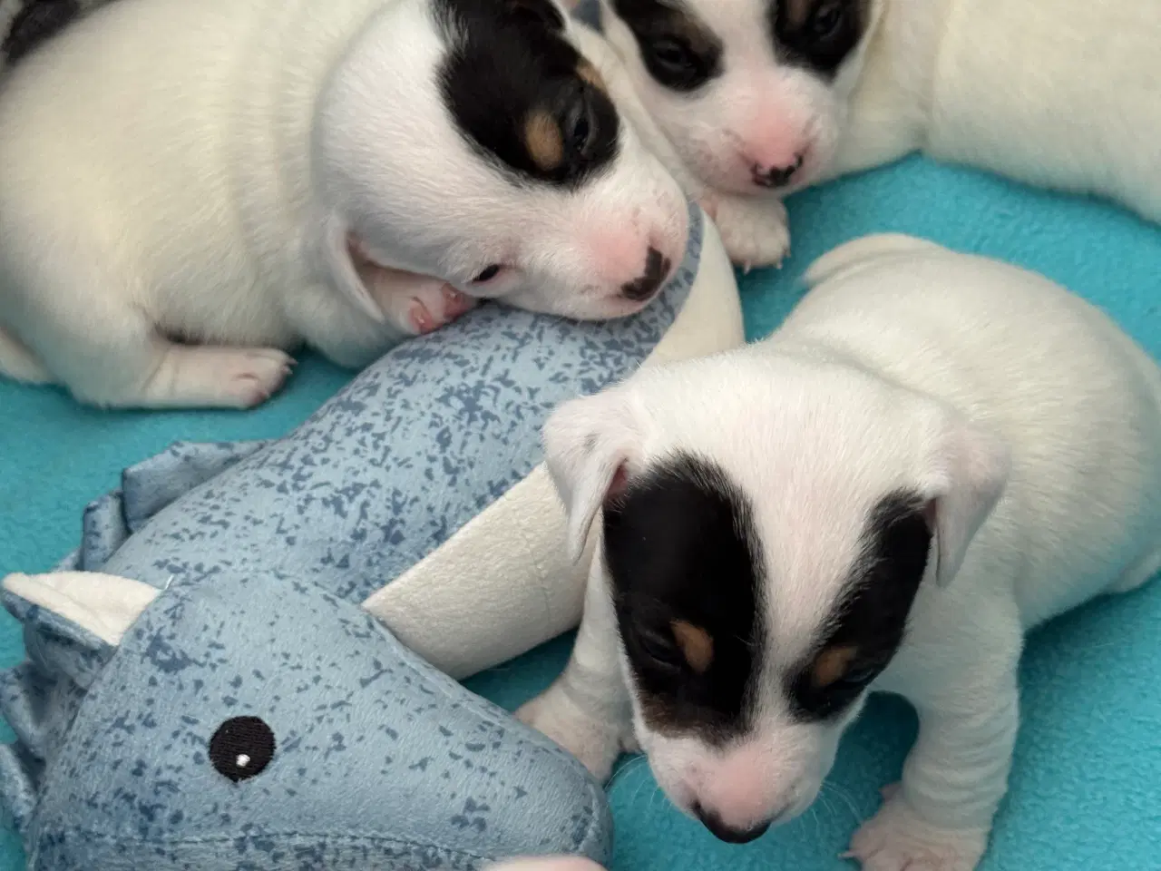 Billede 1 - Jack Russell hvalpe – klar til nye kærlige hjem fr