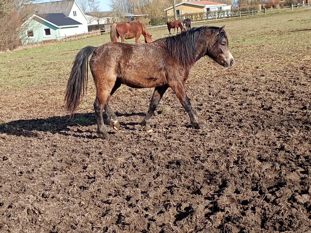 Billede 1 - Welsh 2 års hingst flodt