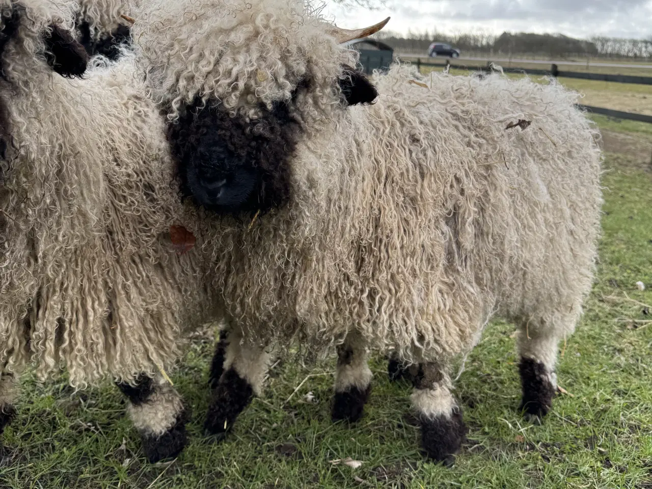 Billede 1 - Valais Blacknose gimmerlam 