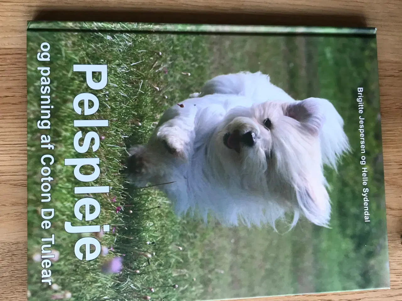 Billede 2 - Pelspleje og pasningaf Coton De Tulear