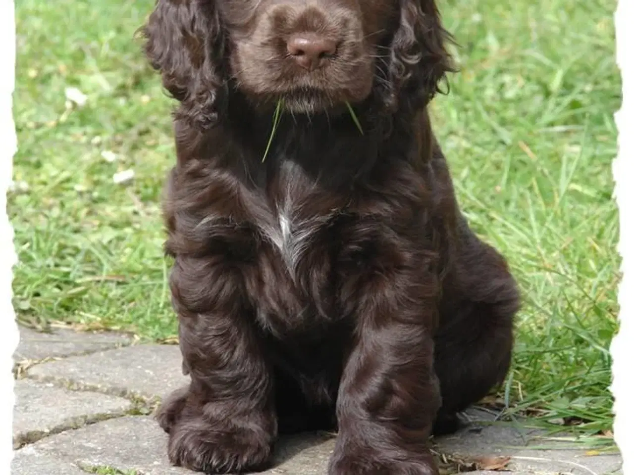 Billede 1 - FT Cocker Spaniel hvalpe søger fra august 2025