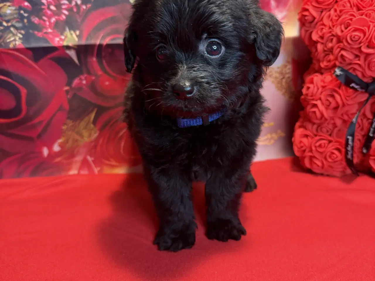 Billede 5 - 🐾 Skønne Pomapoo hvalpe søger deres forever homes