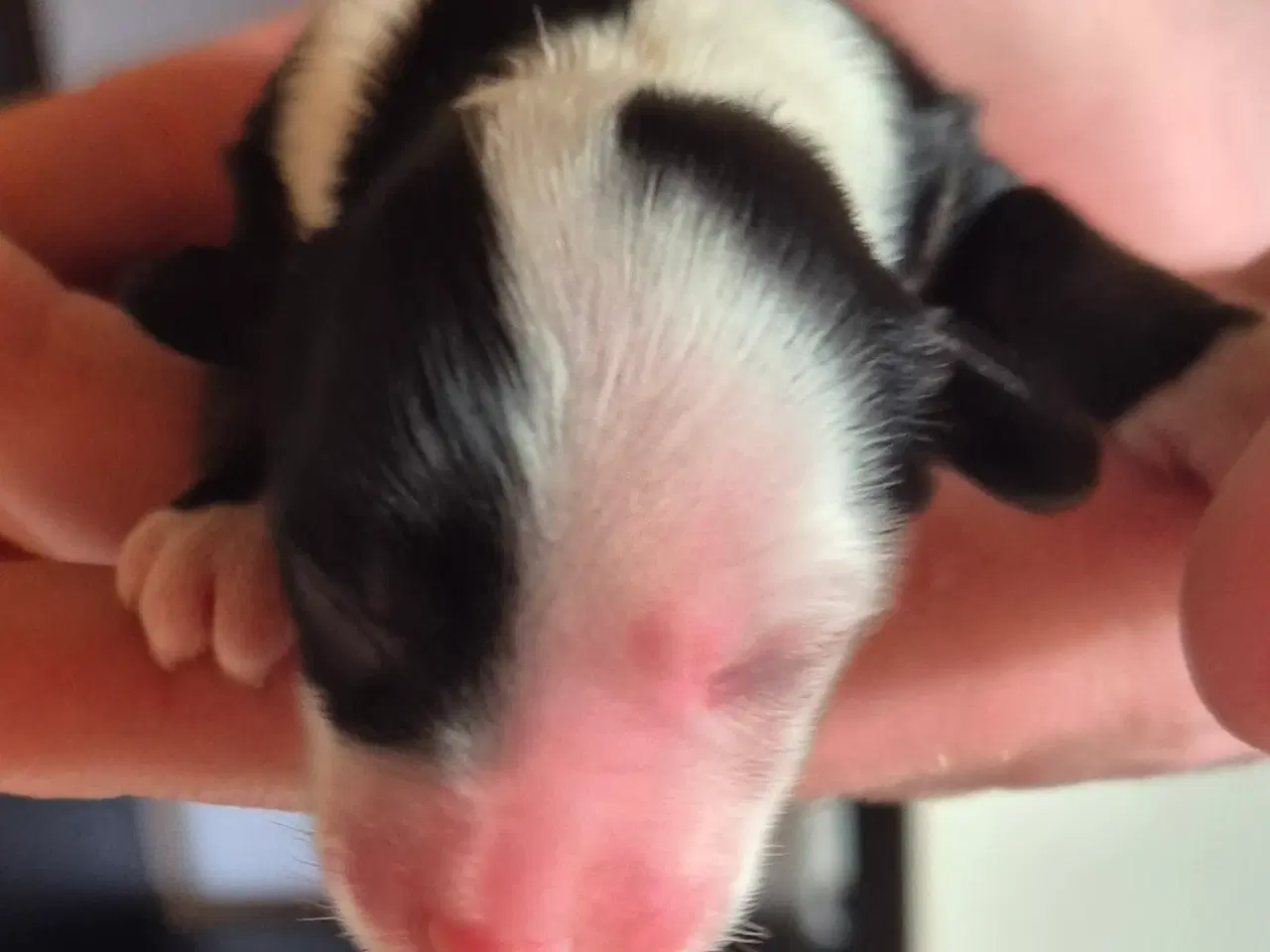 Billede 5 - CC Hunde hvalpe