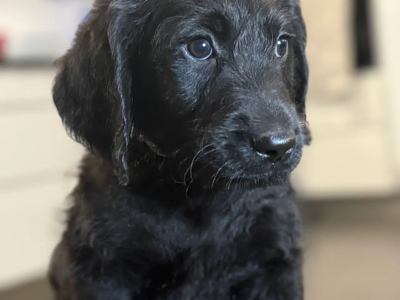 Billede 5 - Labradoodle F1 med Certifikat. 8 uger