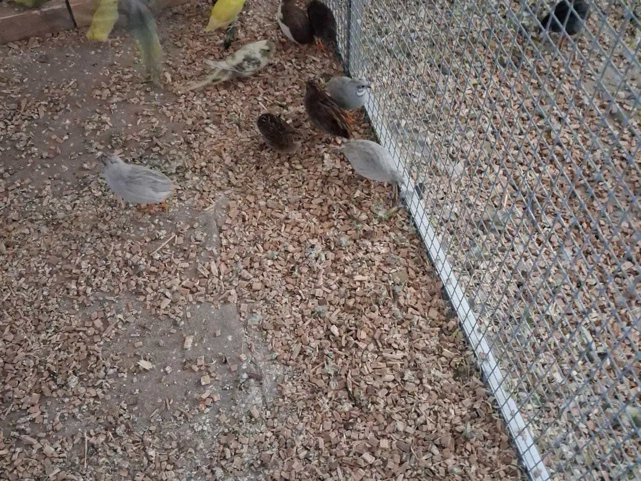 Billede 1 - Dvægvagtle