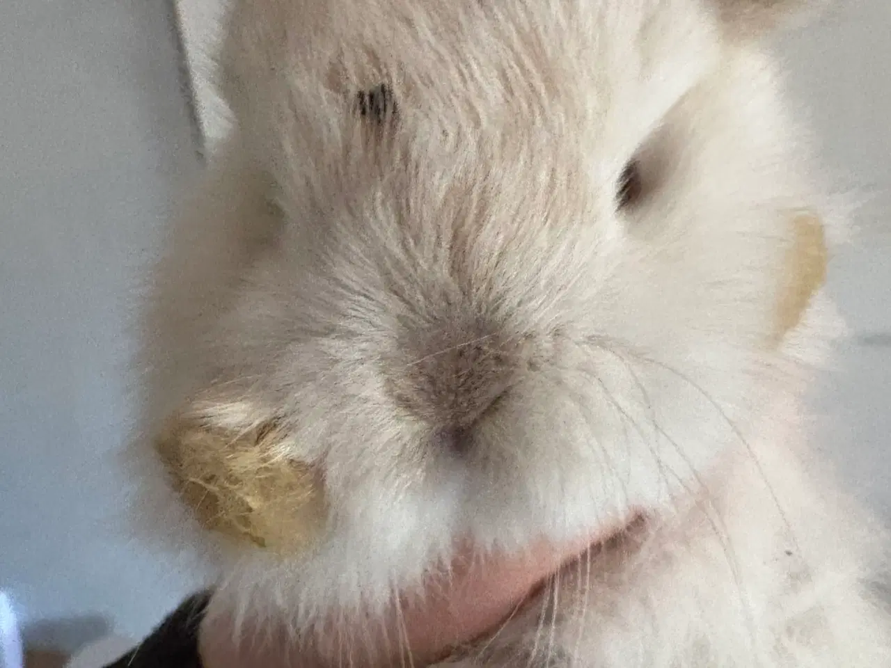 Billede 2 - Minilops unger