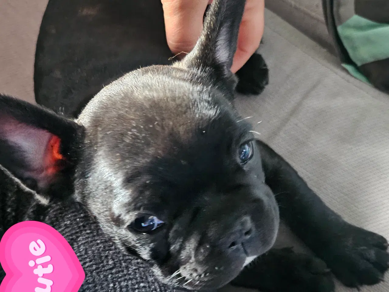 Billede 1 - Fransk bulldog hvalpe