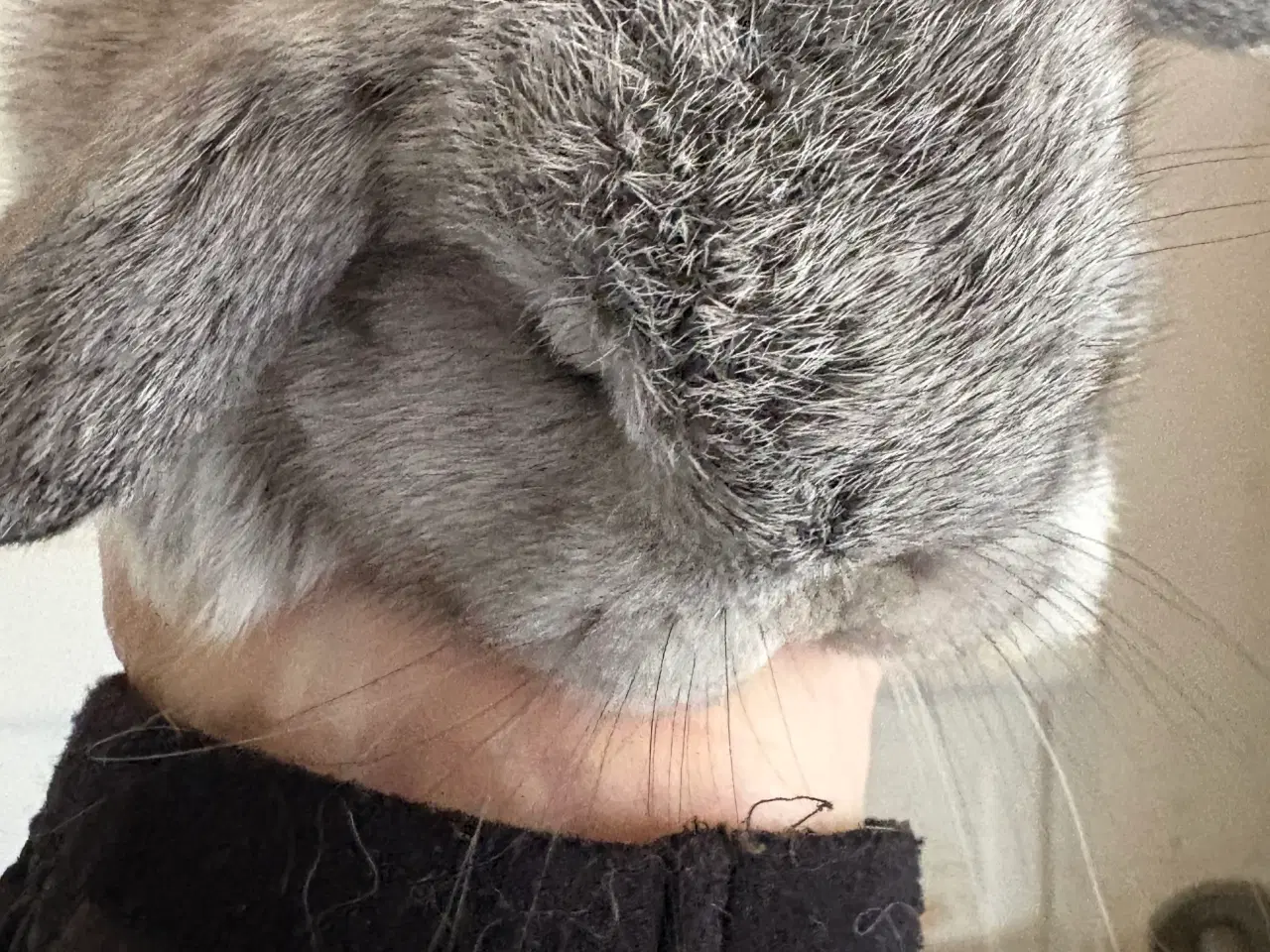 Billede 2 - Minilops unger