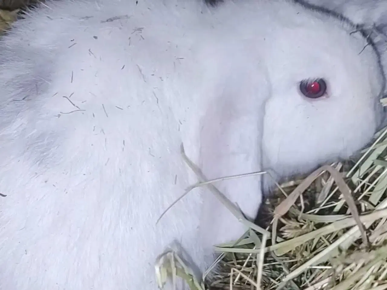 Billede 1 - Super sød minilop