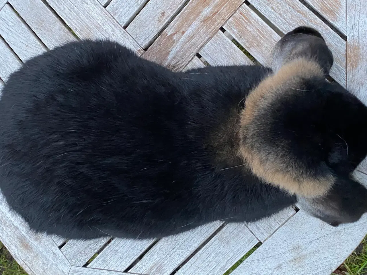 Billede 3 - FRANSK VÆDDER HUN SORT OTTER