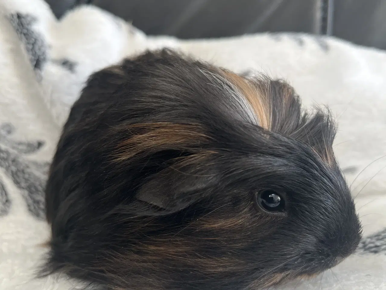 Billede 3 - Marsvin, unge, han