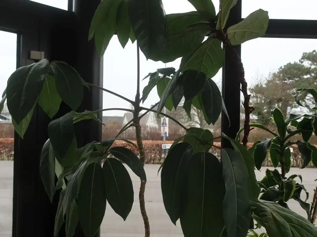 Billede 4 - 4 stk. planter