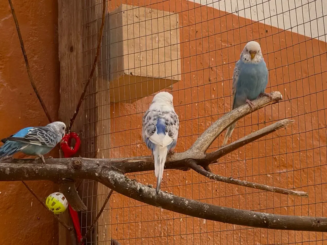 Billede 9 - Australske undulat unger