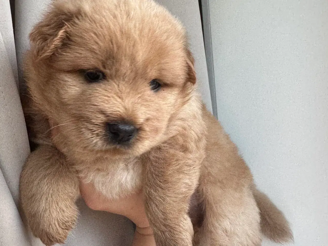 Billede 6 - Hundehvalpe - Chow Chow bla.