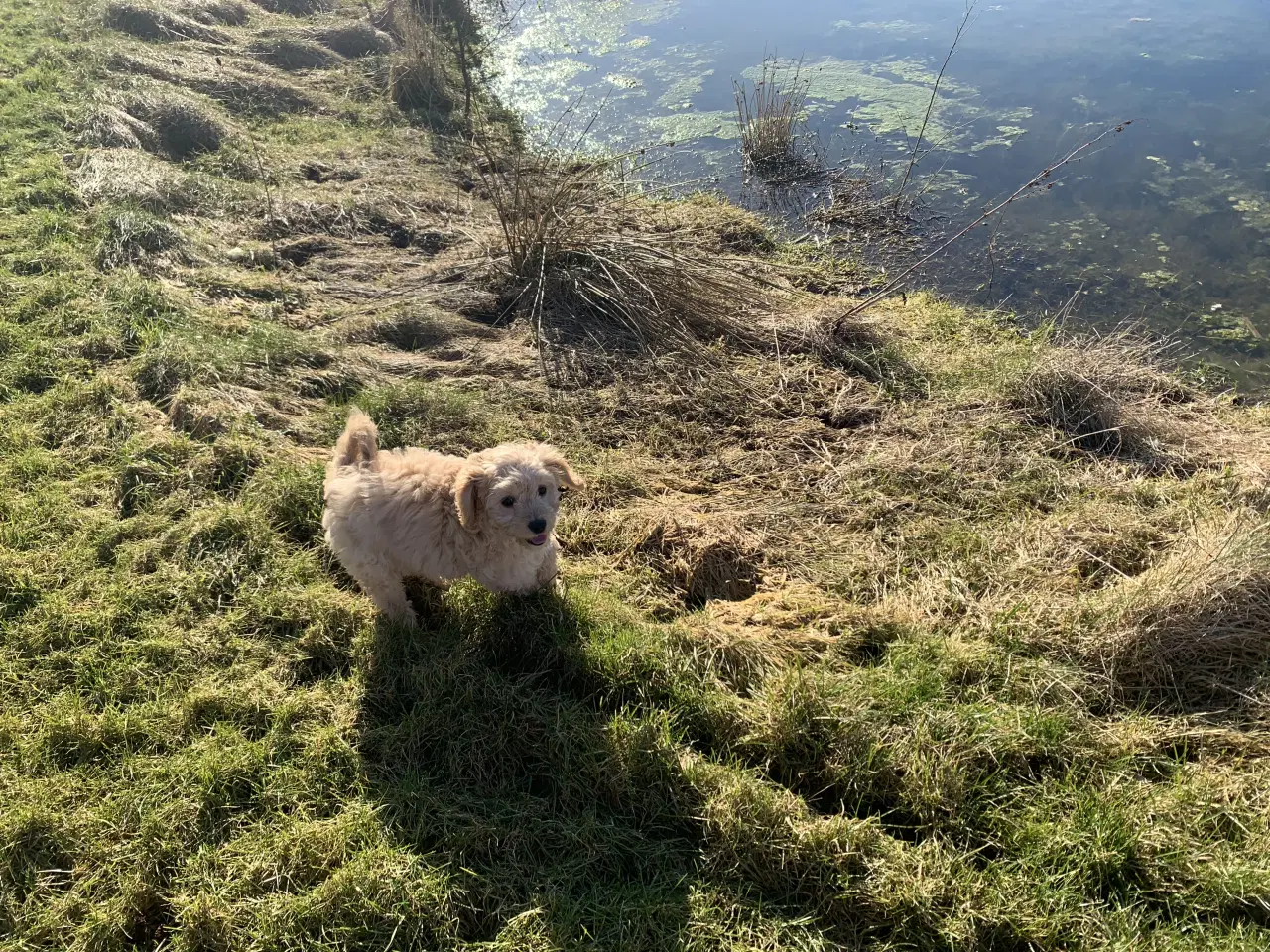 Billede 11 - Amerikansk Cockerpoo F1b pige 