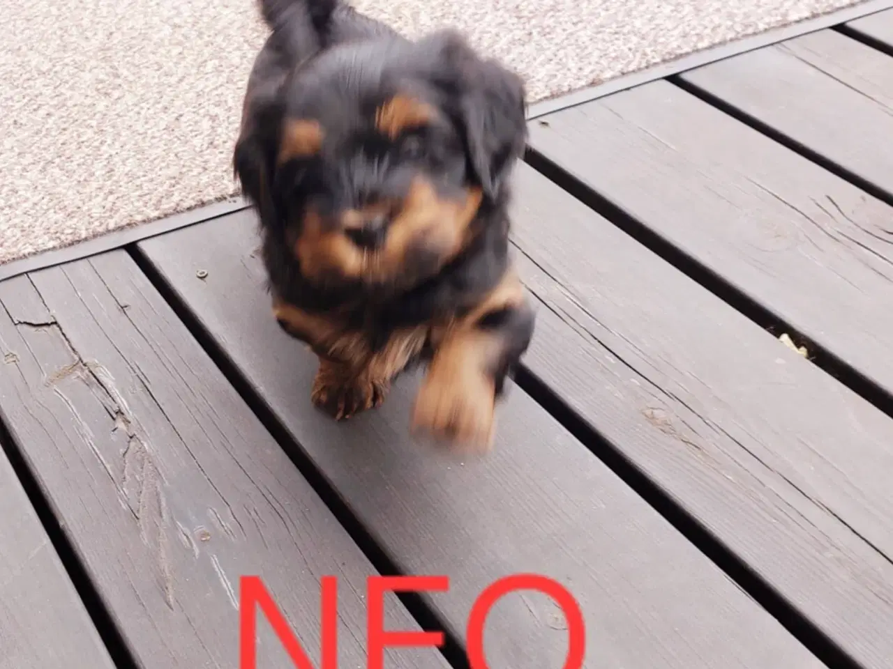 Billede 1 - Bichon Havanaise hvalpe