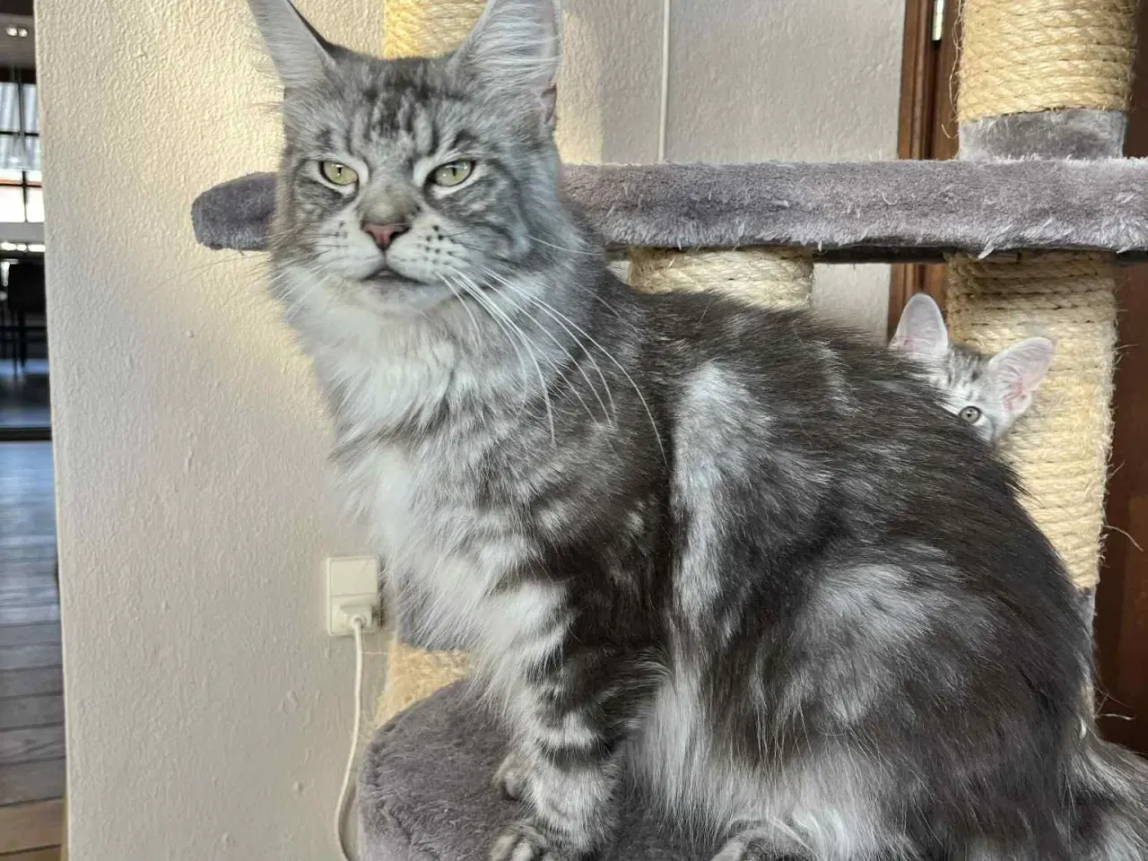 Billede 10 - 4 skønne killinger, hvor mor er Maine Coon sælges