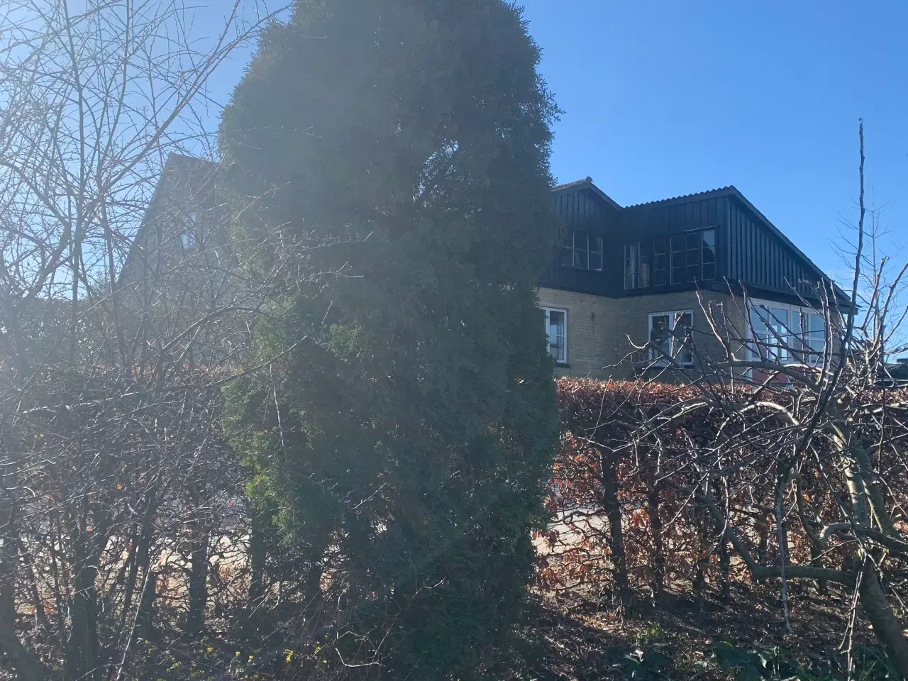 Billede 18 - Thuja busk og solbærbusk m m og mange marksten