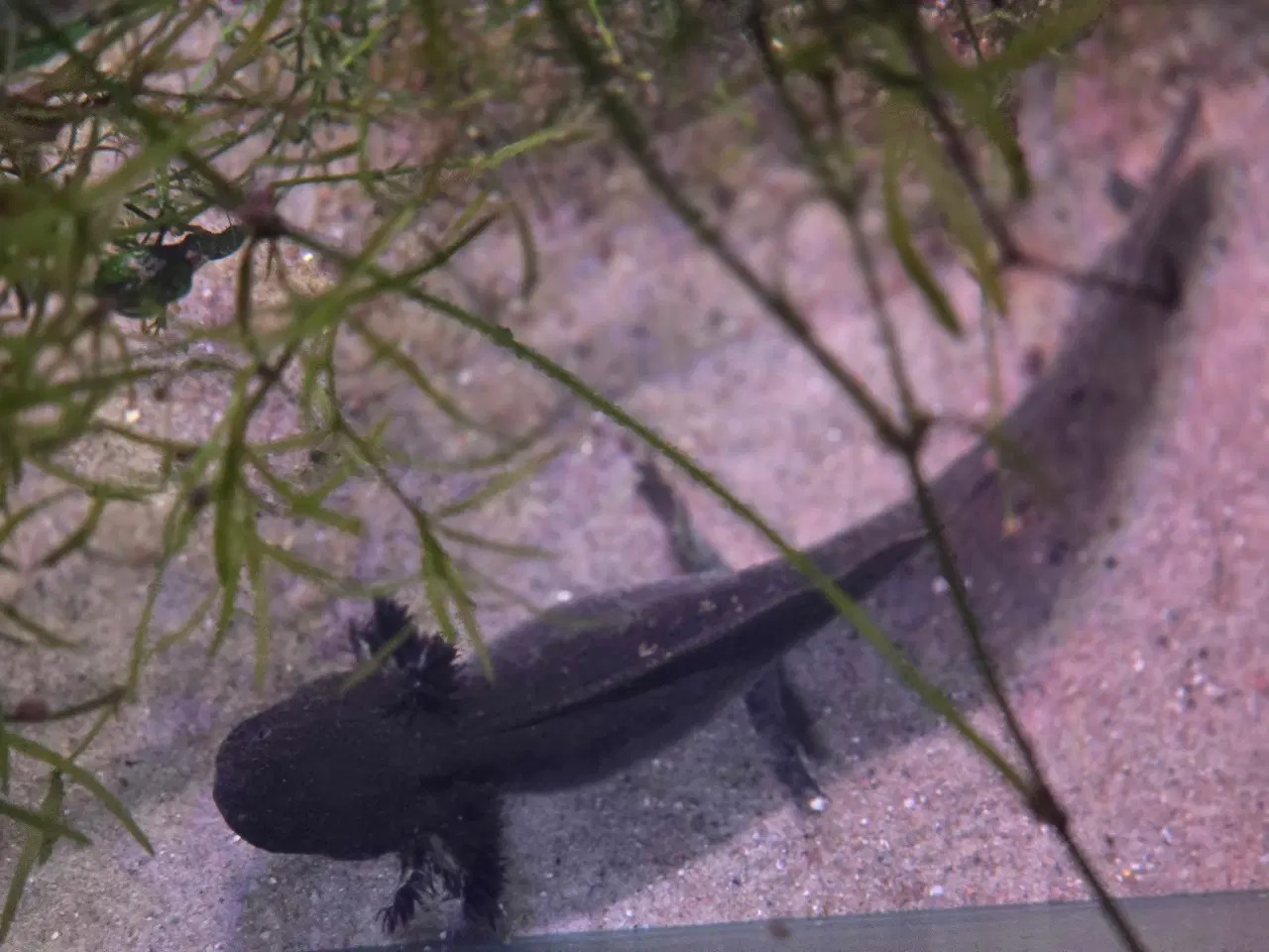 Billede 1 - Ung axolotl hun - efter Mosaik 