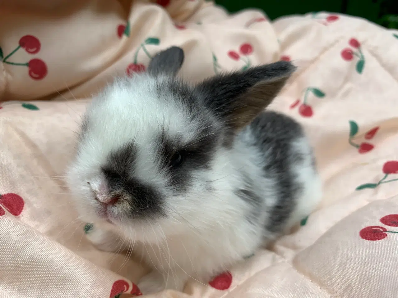 Billede 2 - Mini lop stk pris 100% ægte