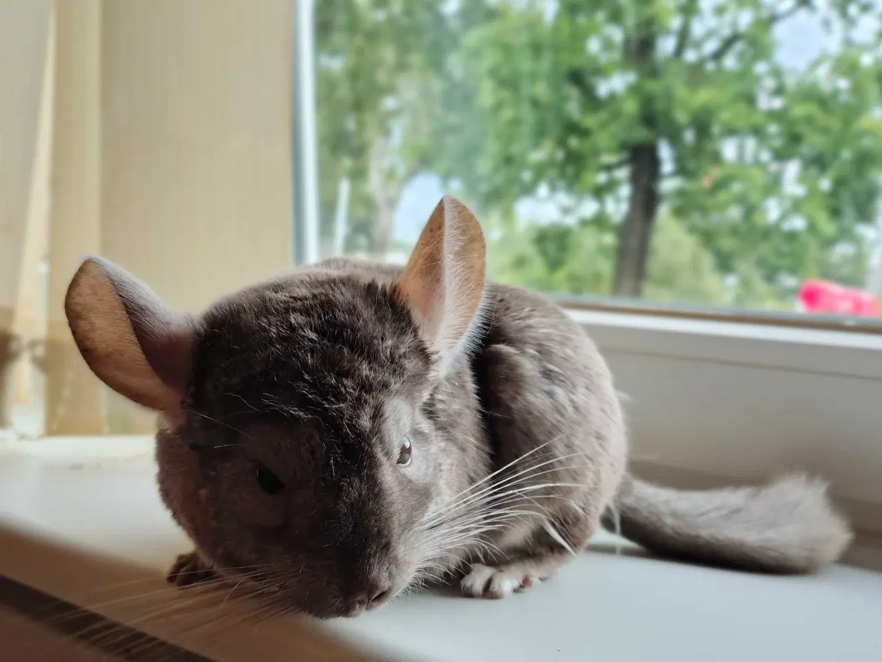 Billede 4 - Maui 7 mdr. 🐿️