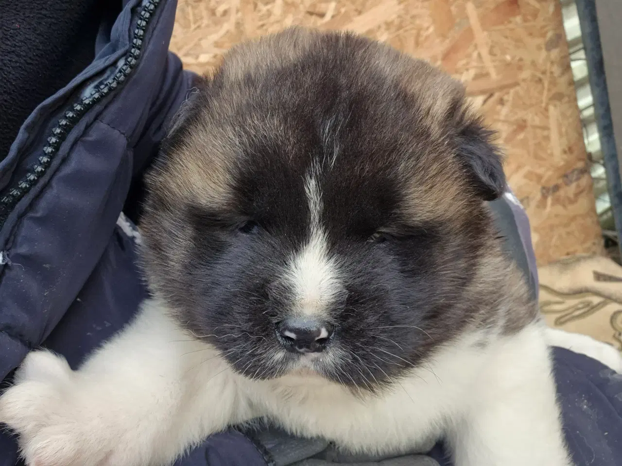 Billede 7 - Hundehvalpe American Akita