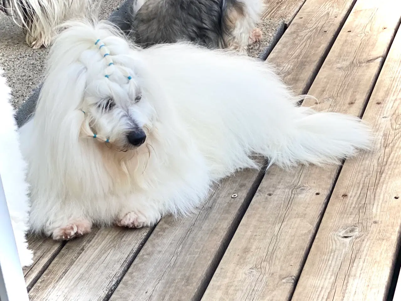 Billede 4 - Coton de Tulear med DKK stamtavle