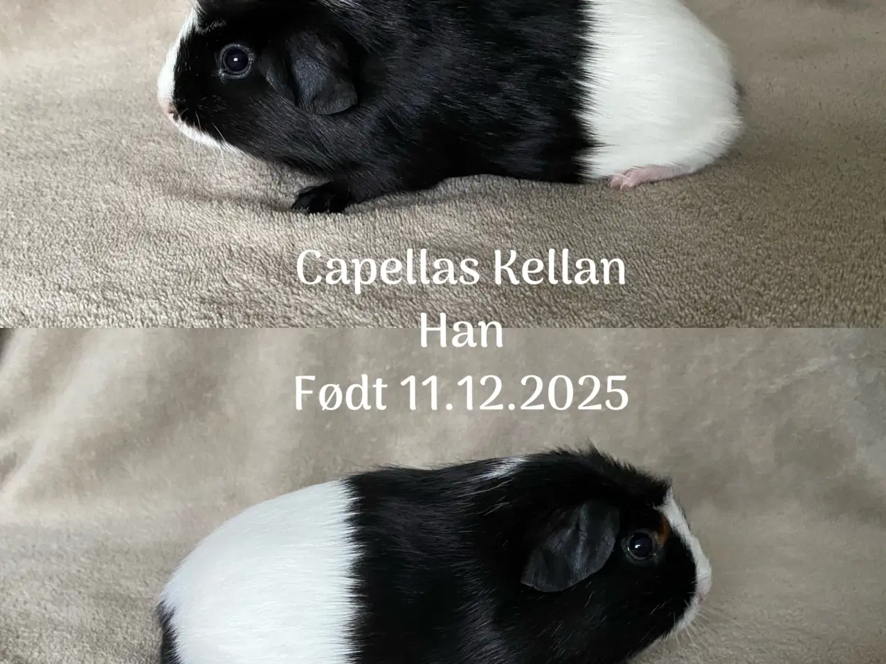 Billede 2 - Marsvineunger, 2 hanner