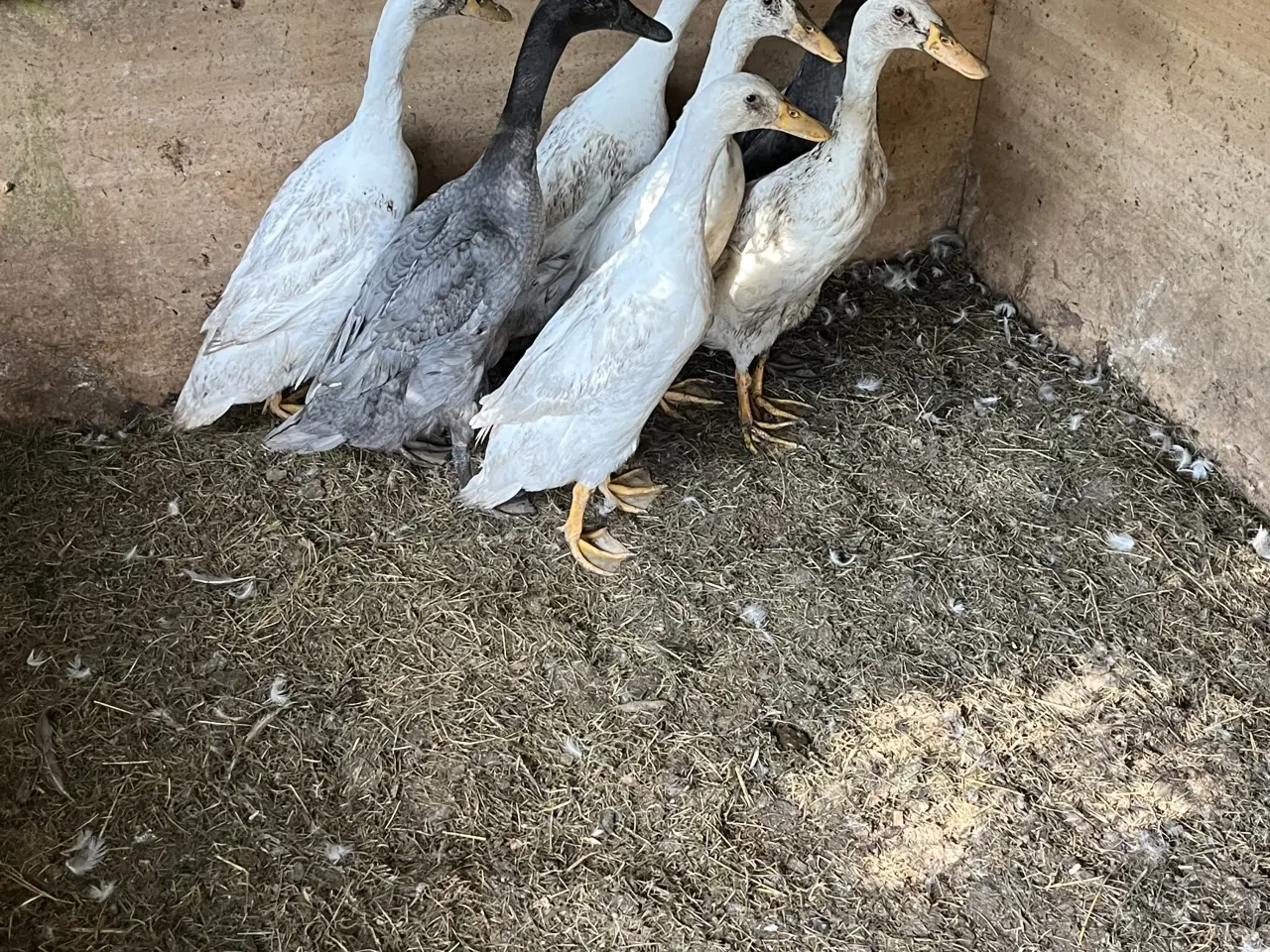 Billede 1 - Løbeænder voksne ænder blandede farver