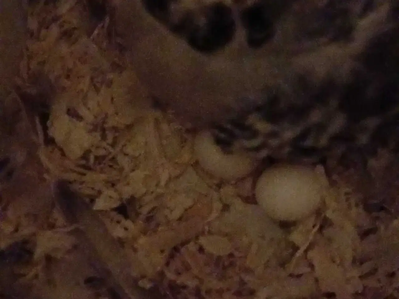 Billede 6 - Engelsk undulat hun