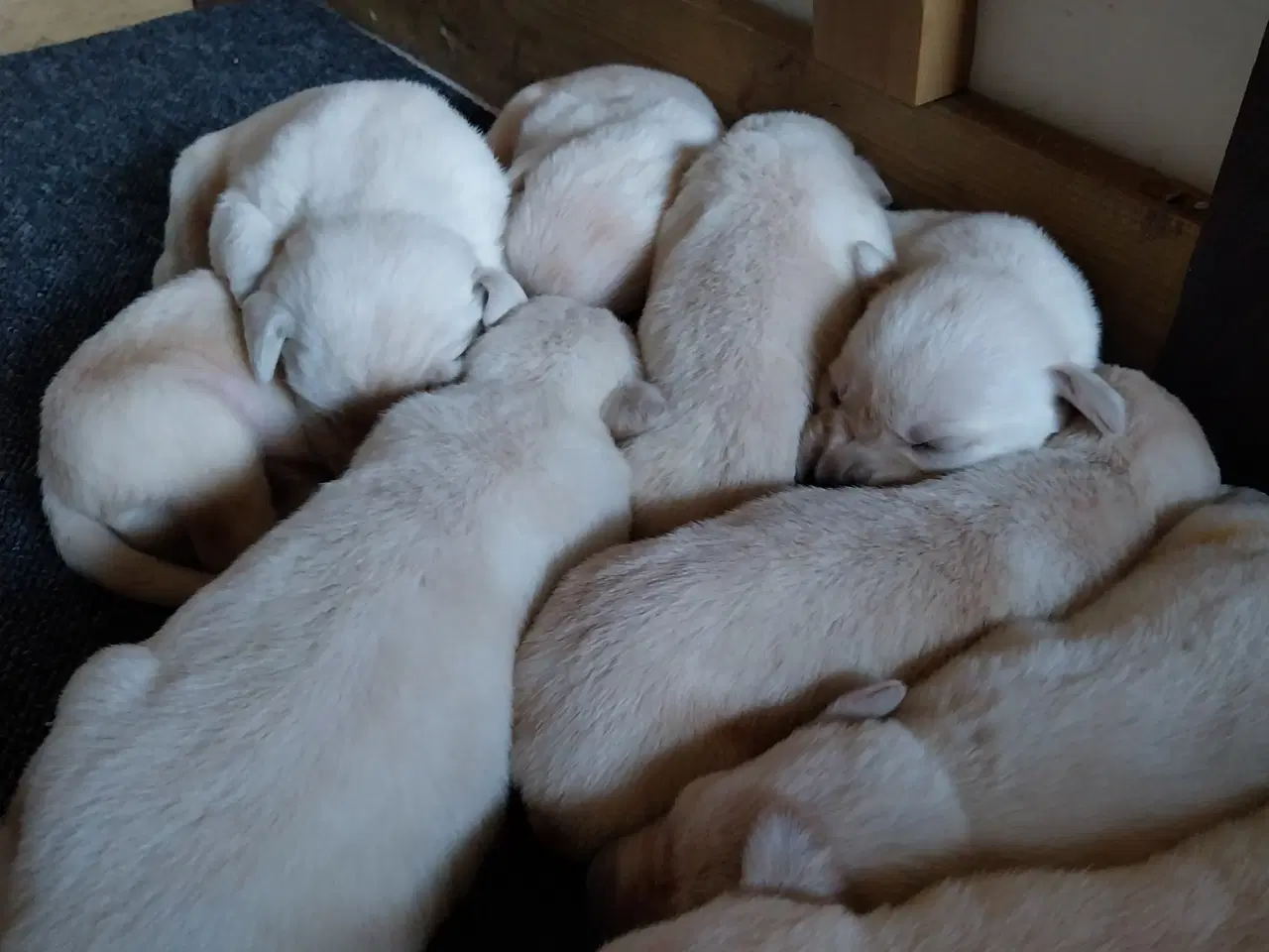 Billede 2 - Gule Labrador hvalpe.