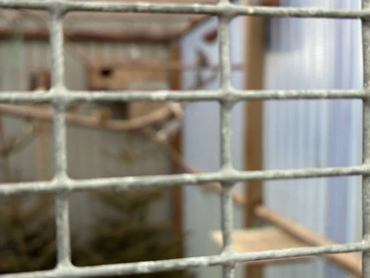 Billede 8 - Diamant duer i ude voliere