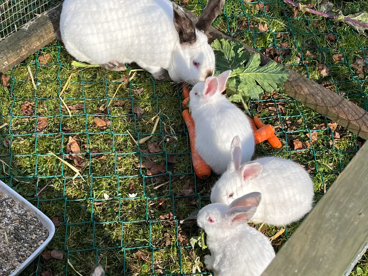Billede 1 - Kaninunger sælges