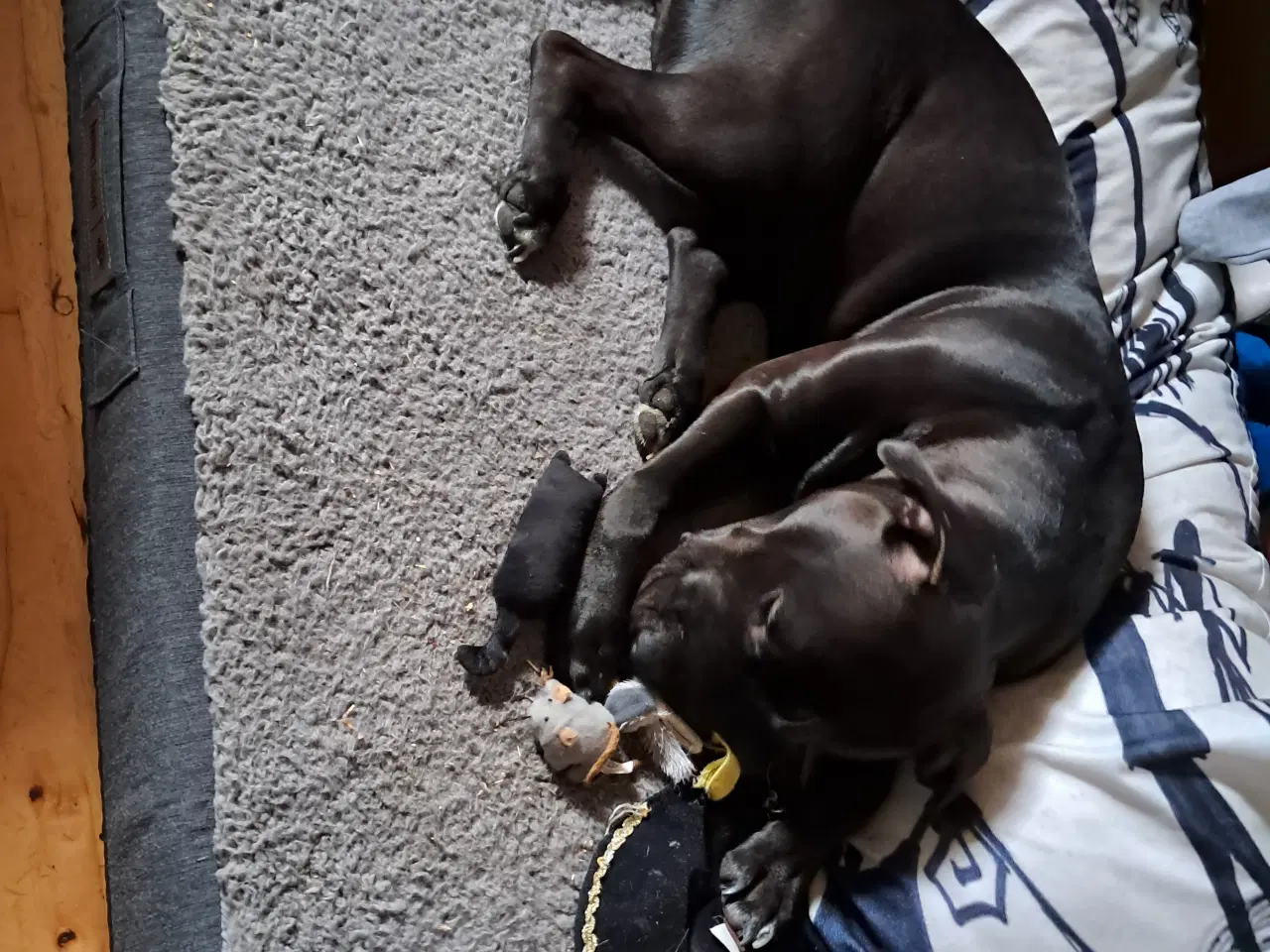 Billede 4 - Sødeste Bella søger sit for altid hjem 🥰🐕